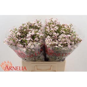 Chamelaucium 'Katrien'