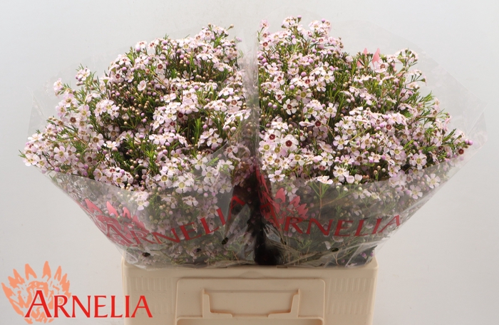<h4>Chamelaucium 'Katrien'</h4>