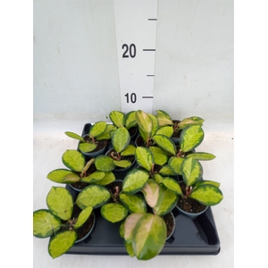Hoya carnosa 'Tricolor'