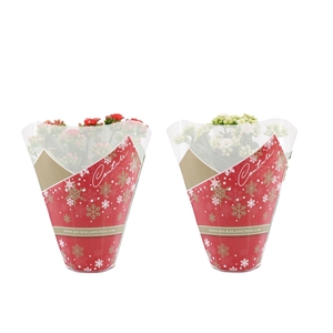 Kalanchoë 12 cm 2 color mix in Couture Christmas sleeve