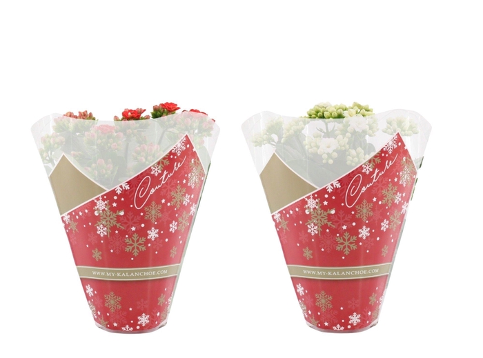 <h4>Kalanchoë 12 cm 2 color mix in Couture Christmas sleeve</h4>