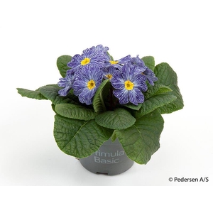 PRIMULA VULGARIS-HYBRID