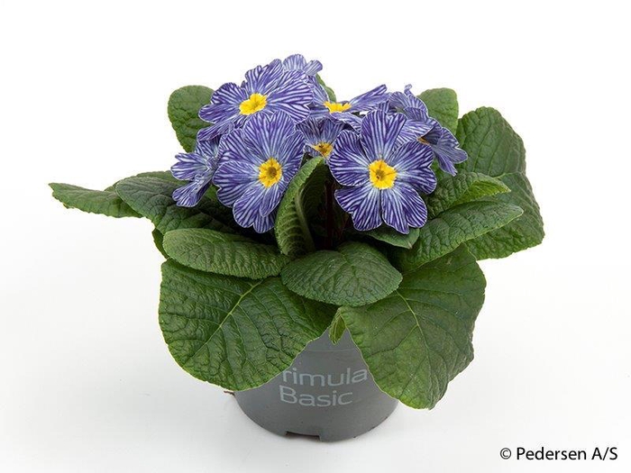 <h4>PRIMULA VULGARIS-HYBRID</h4>