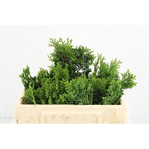 CONIFEER NANA GRACILL PER BUNCH