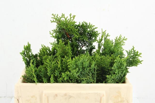 <h4>CONIFEER NANA GRACILL PER BUNCH</h4>