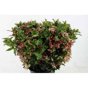 Viburnum T Red Spirit