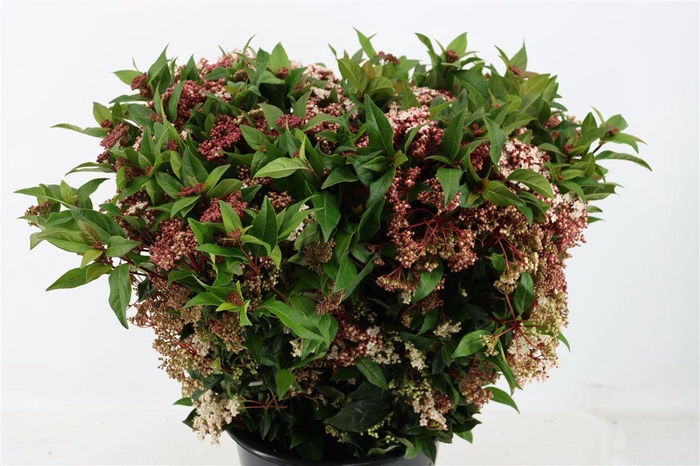 <h4>Viburnum T Red Spirit</h4>