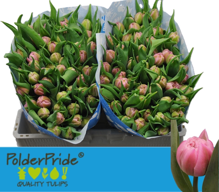 <h4>TU DU MAITRESSE</h4>