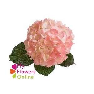 Hydr Super Select Pink 17-18cm CO