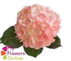<h4>Hydr Super Select Pink 17-18cm CO</h4>