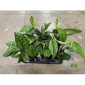 Epipremnum Marble Planet 14Ø 30cm