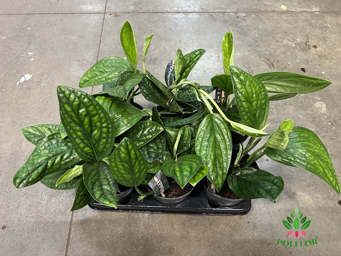 Epipremnum Marble Planet 14Ø 30cm