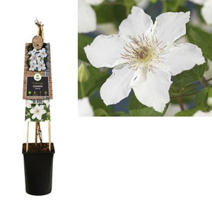 Clematis 'Destiny' +3.0 label