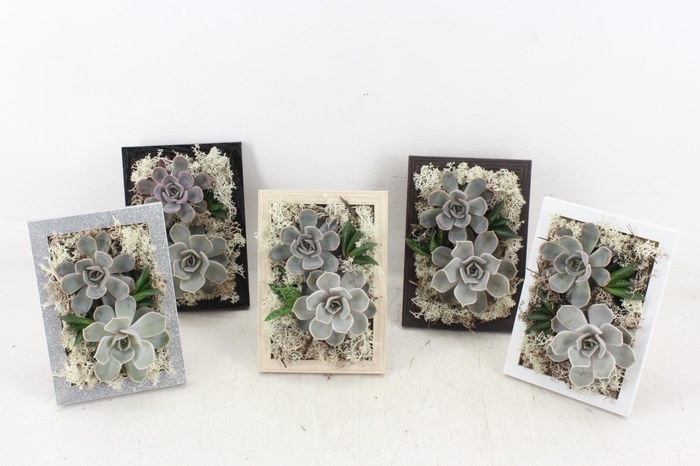 <h4>arr3 Demi - Schilderij</h4>