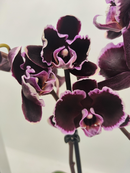 <h4>Limited 60 week 2</h4>