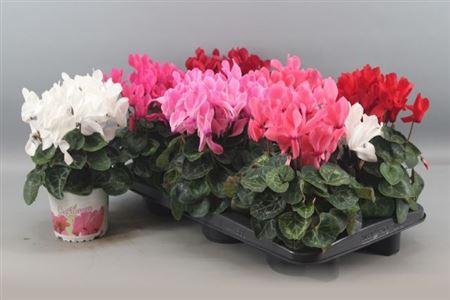 <h4>Cycl Gr Sup Xl</h4>