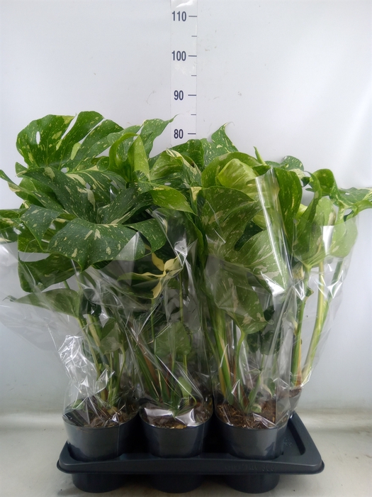 <h4>Monstera delic. 'Thai Constellatio'</h4>