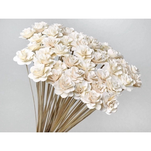 Dried Wood Rose