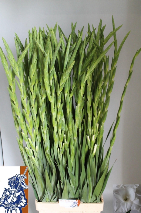 <h4>GLAD GR NOVA ZEMBLA</h4>