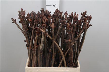 <h4>Aesculus Hippoc Tak</h4>