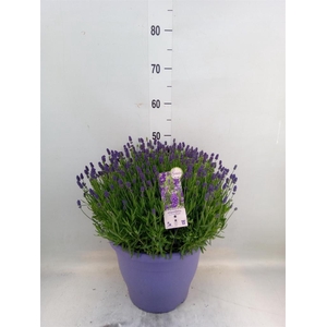 Lavandula angus. 'Essence Pure'