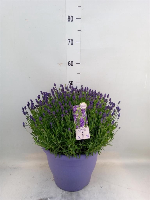 <h4>Lavandula angus. 'Essence Pure'</h4>