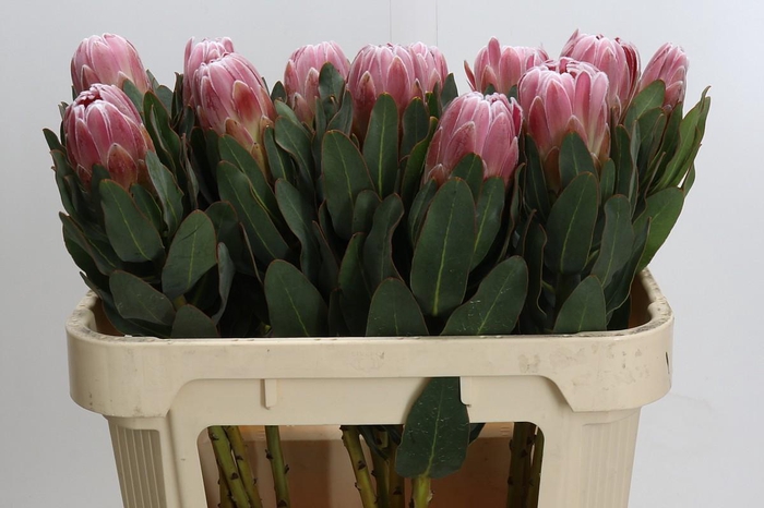 <h4>Protea Carnival</h4>