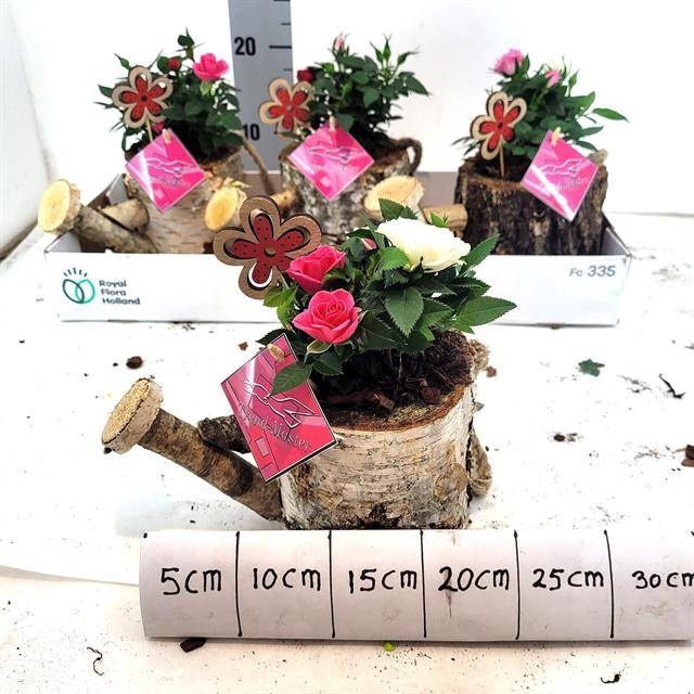 <h4>ARR TUINPLANTEN</h4>