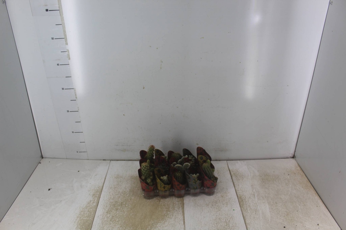 <h4>CACTUS MINI P06</h4>