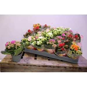 arr8 Kalan B Ge Rf Gem5kl