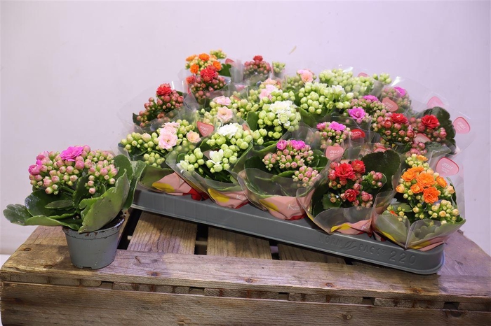 <h4>arr8 Kalan B Ge Rf Gem5kl</h4>