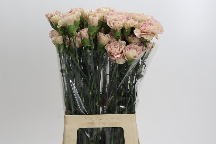 <h4>Dianthus St Creola</h4>