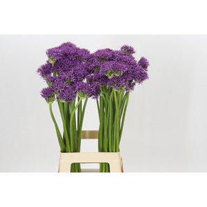 Allium Violet Beauty
