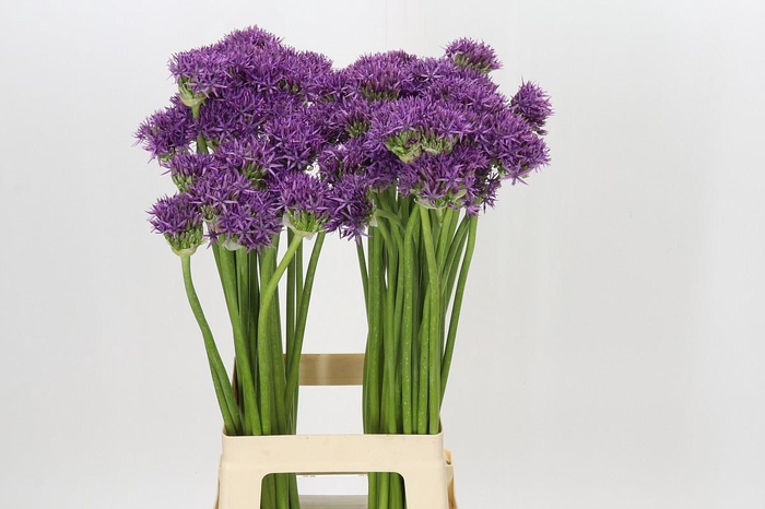 <h4>Allium Violet Beauty</h4>