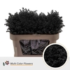 Solidago DYED Black