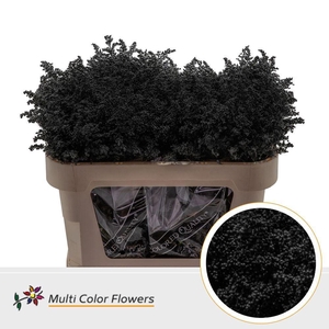 Solidago DYED Black
