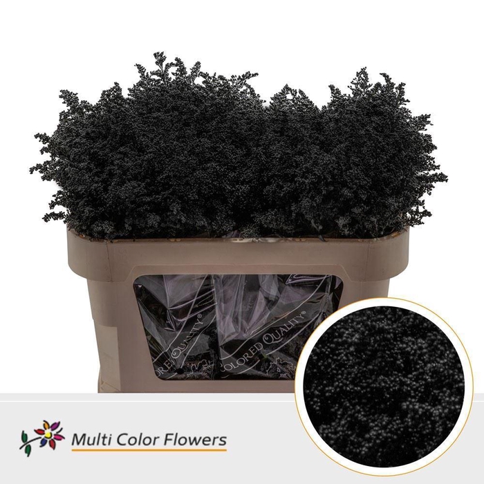 <h4>Solidago DYED Black</h4>