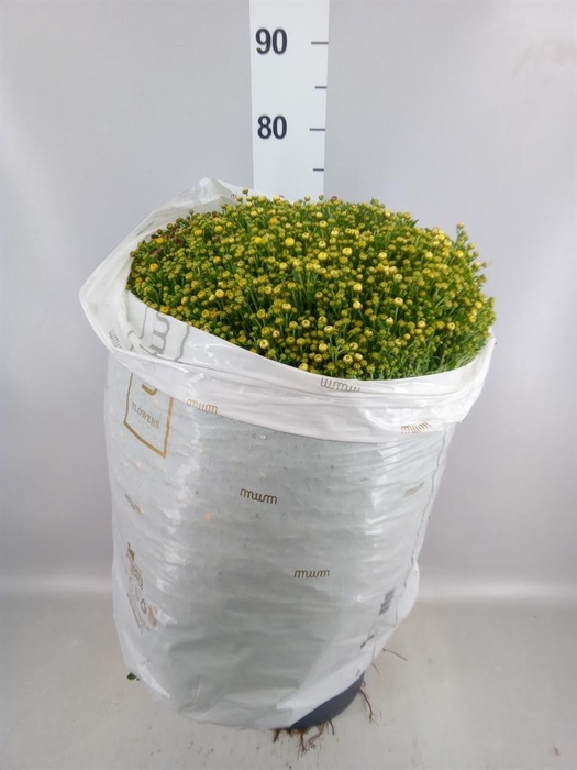 <h4>Chrysanthemum   ..GR</h4>