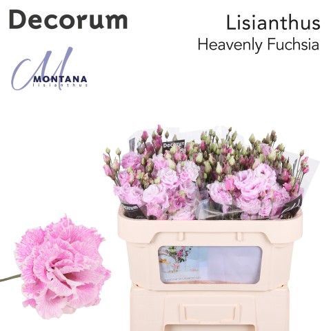 <h4>Eustoma russ. DU   ...</h4>