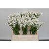 Allium Flocon