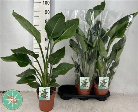 <h4>Strelitzia Nicolai</h4>