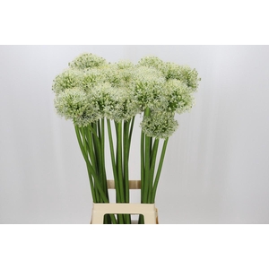 Allium White Giant