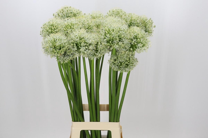 <h4>Allium White Giant</h4>