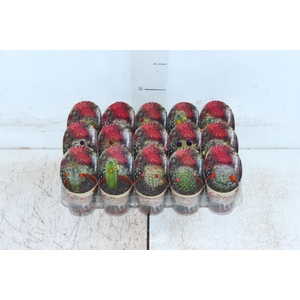 CACTUS MINI P06 FLORES ARTIFICIAL/DESIDRATADO