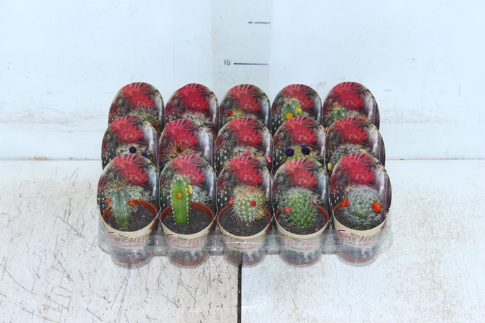 <h4>CACTUS MINI P06 FLORES ARTIFICIAL/DESIDRATADO</h4>