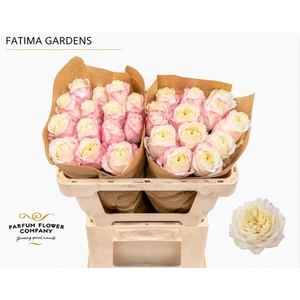 Rosa Garden Fatima Gardens
