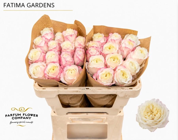 <h4>Rosa Garden Fatima Gardens</h4>