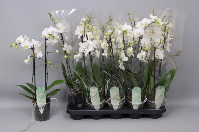 <h4>PHAL MF AN VENICE</h4>