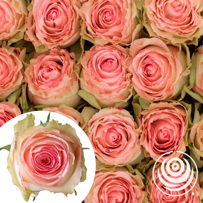 <h4>R Eq Esperance</h4>