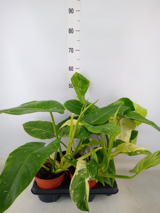 <h4>Philodendron ...</h4>